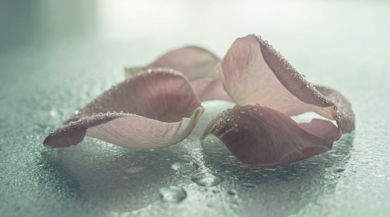 Pink Damask rose petals with water droplets on frosted glass